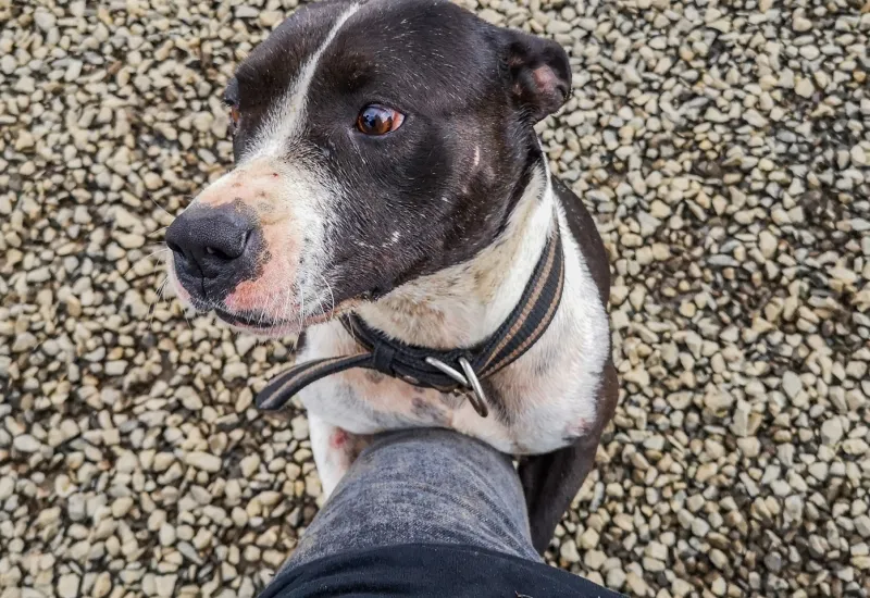 america4