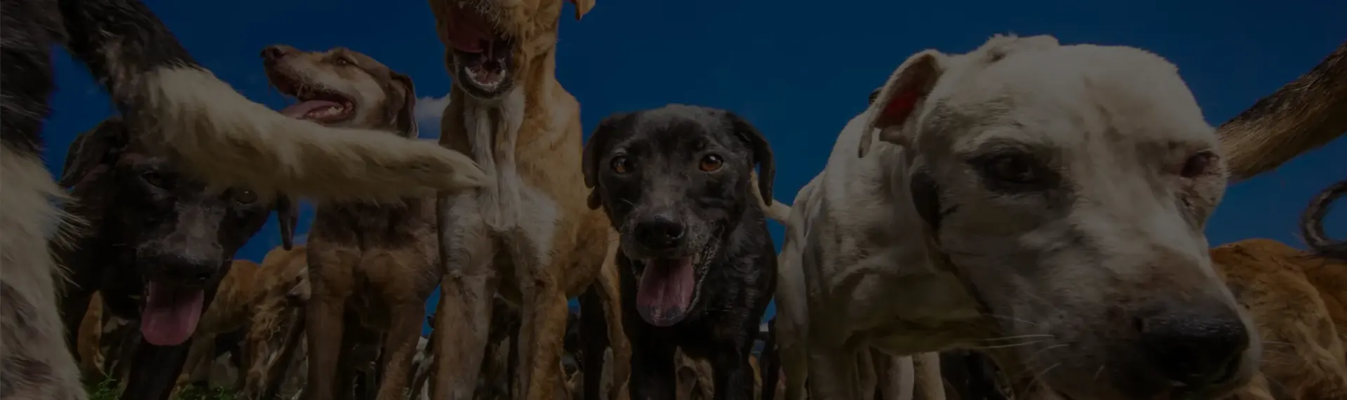A pack of rescued dogs looking at the camera