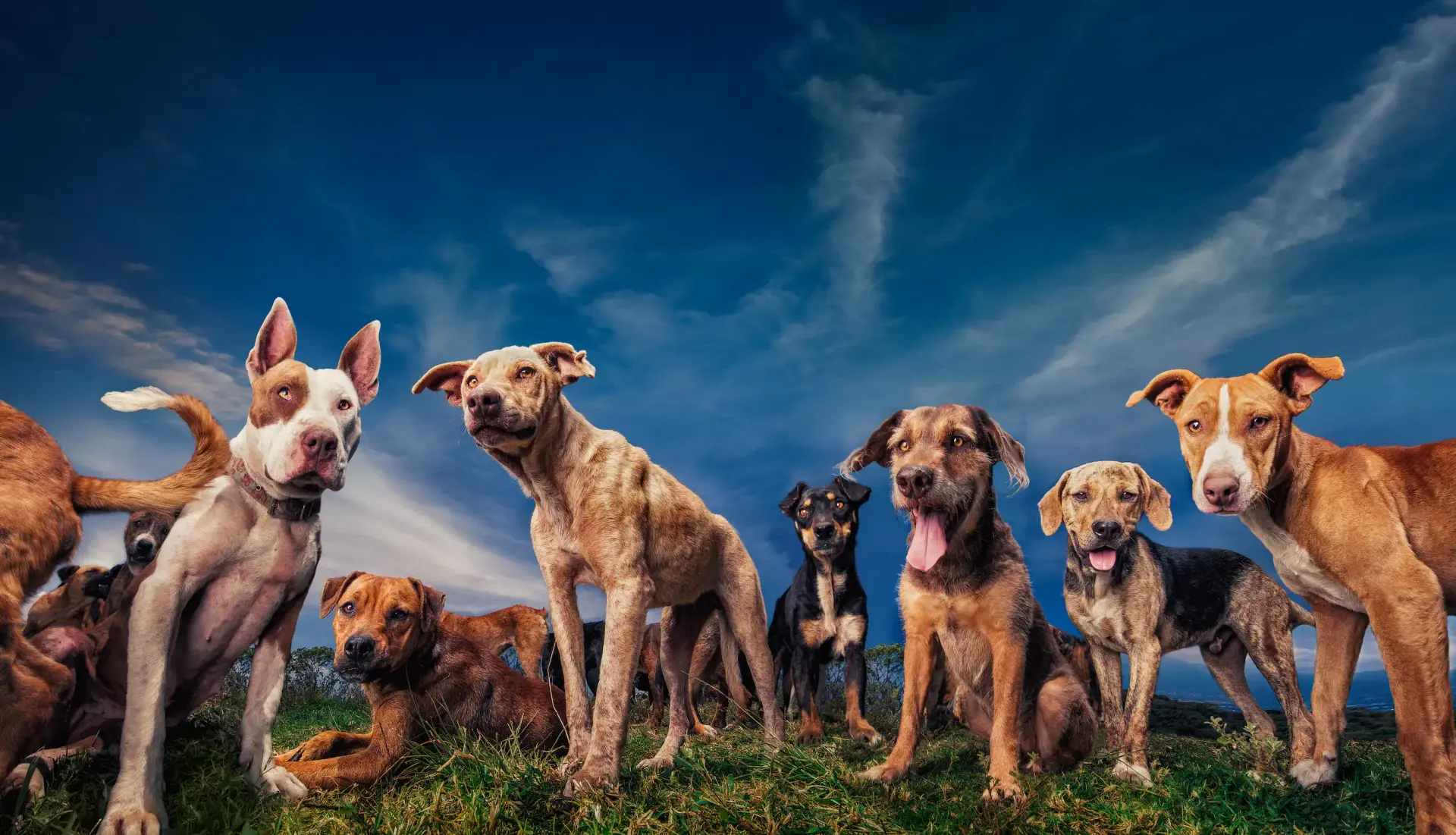 The pack of Territorio de Zaguates under a blue sky