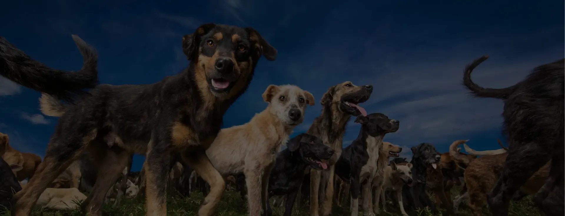 Rescued dogs under a blue sky at Territorio de Zaguates