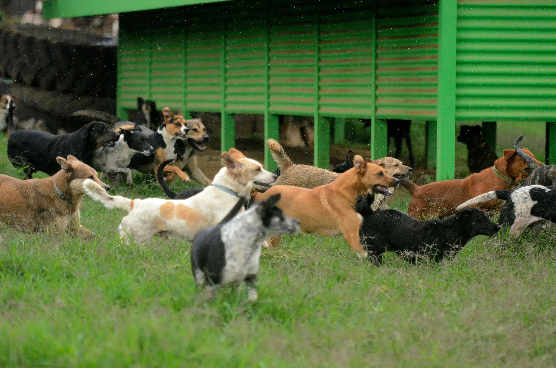 Rescued dogs in front of the green kennels at Territorio de Zaguates