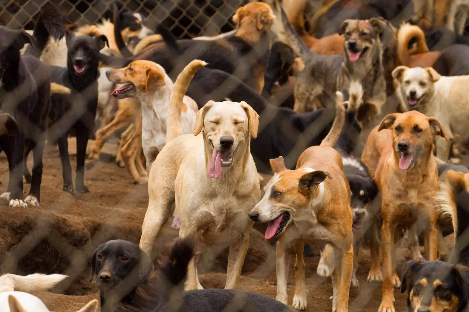 Rescued dogs of Territorio de Zaguates behind the farm fence